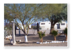 Several rvs behind trees at Dreamers RV Park in Salome, Arizona.
