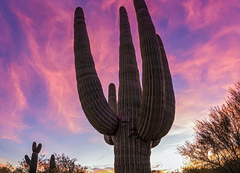 A large swarrow cactus in the Sonoran Desert that surrounds our RV Park