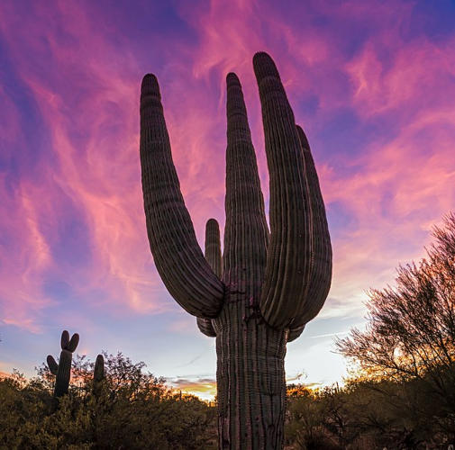 A large swarrow cactus in the Sonoran Desert that surrounds our RV Park