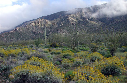 Harquahala Mountain & Peak Observatory, another of our local attractions